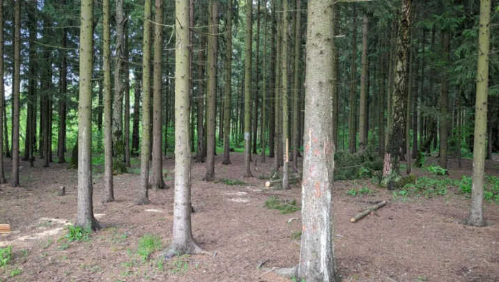 Минэкологии работает над расширением заказника «Дубровицкий лес» в Подольске Новости Подольска 